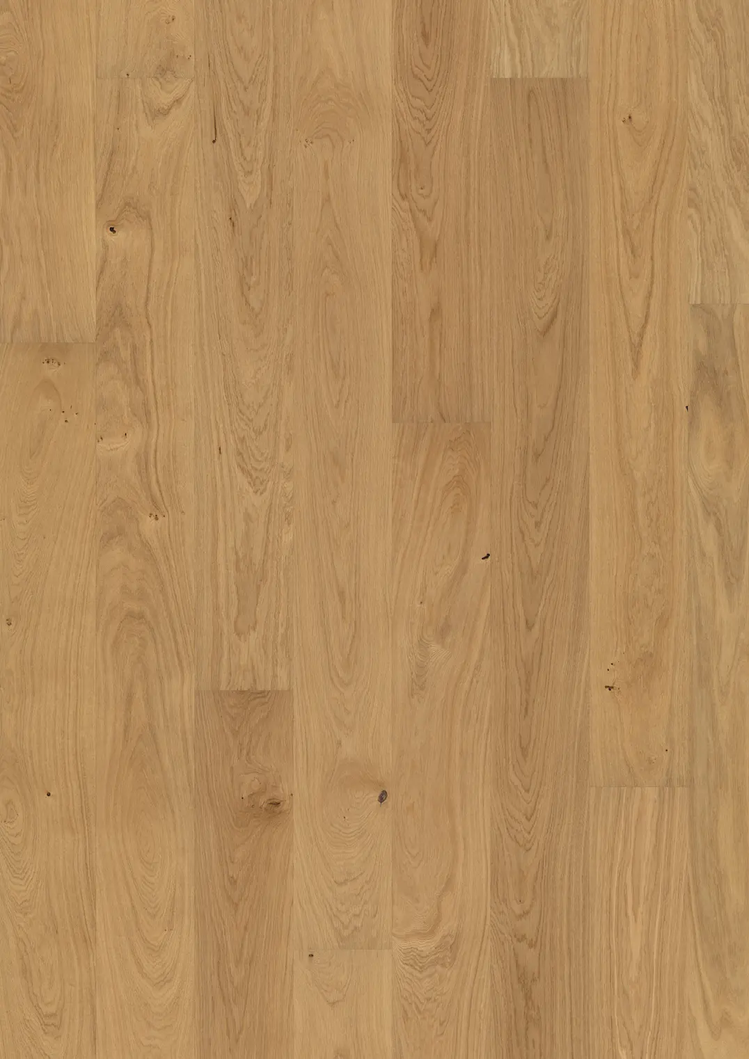 OAK DAHLIA OILED