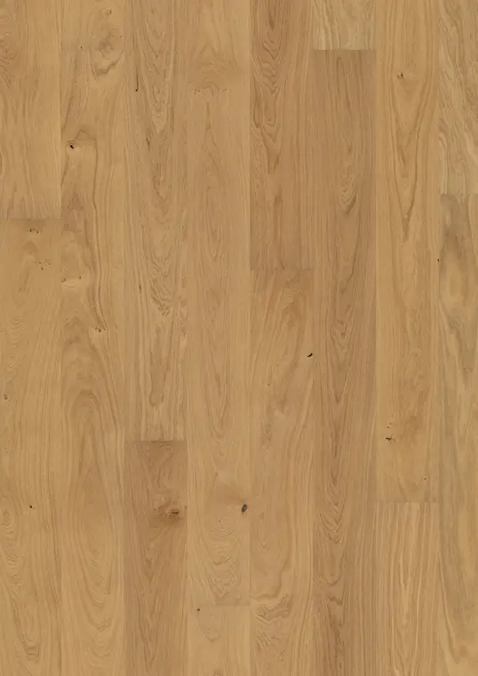OAK DAHLIA OILED