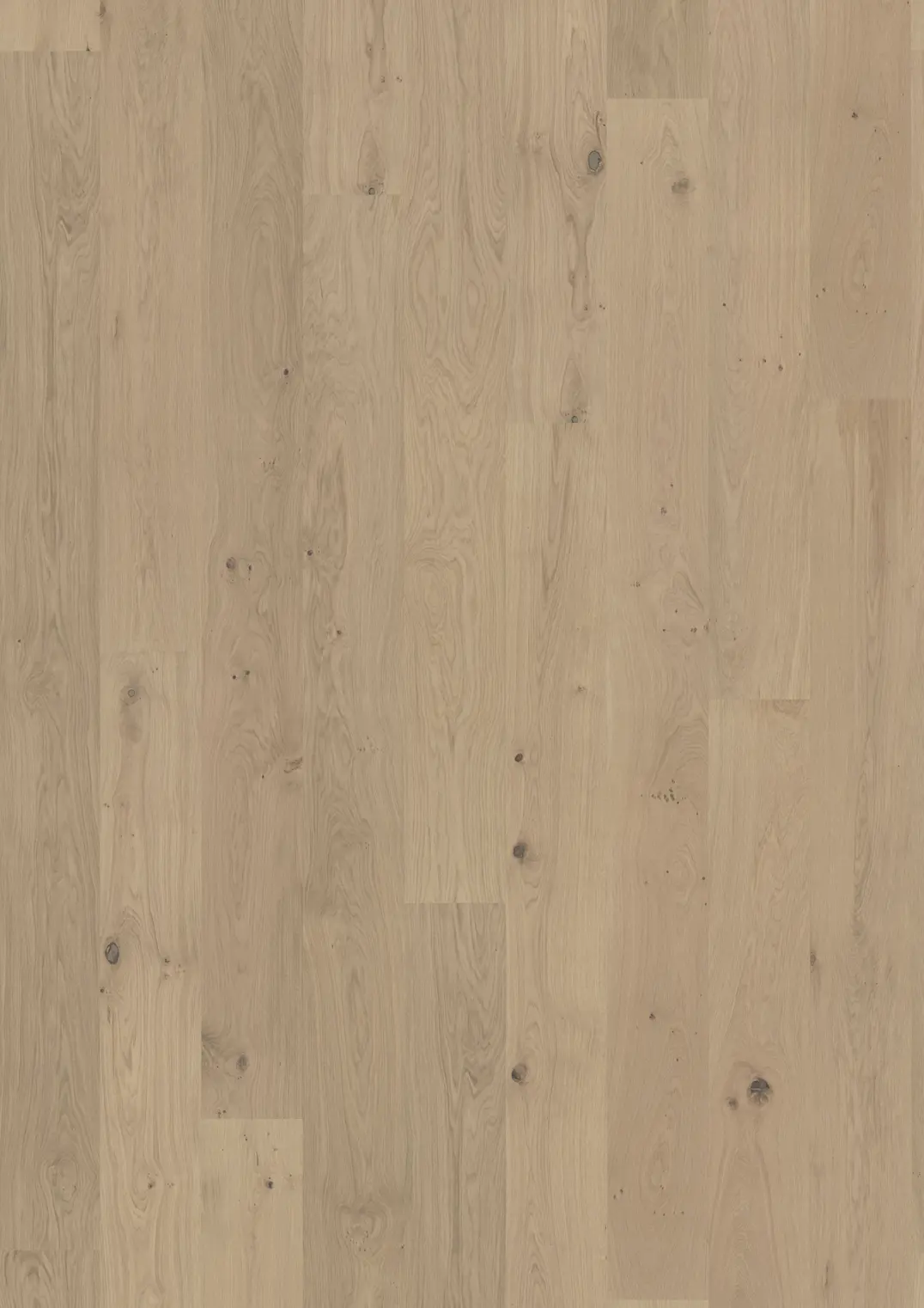 OAK BRIGHTON