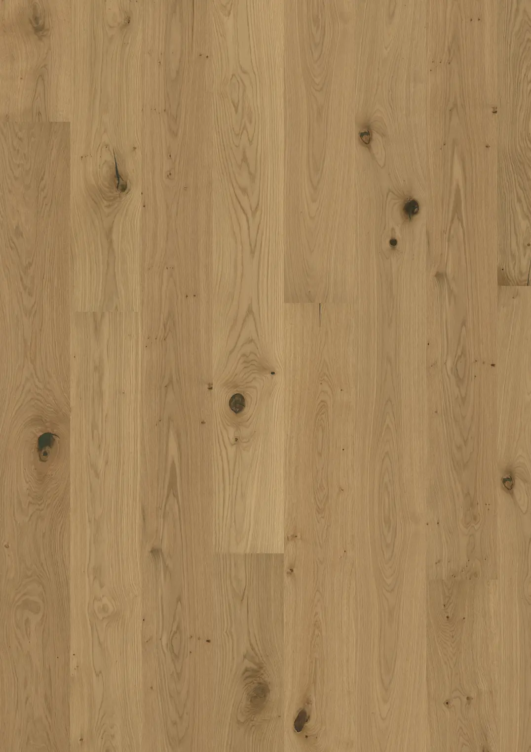 OAK ASTER OILED