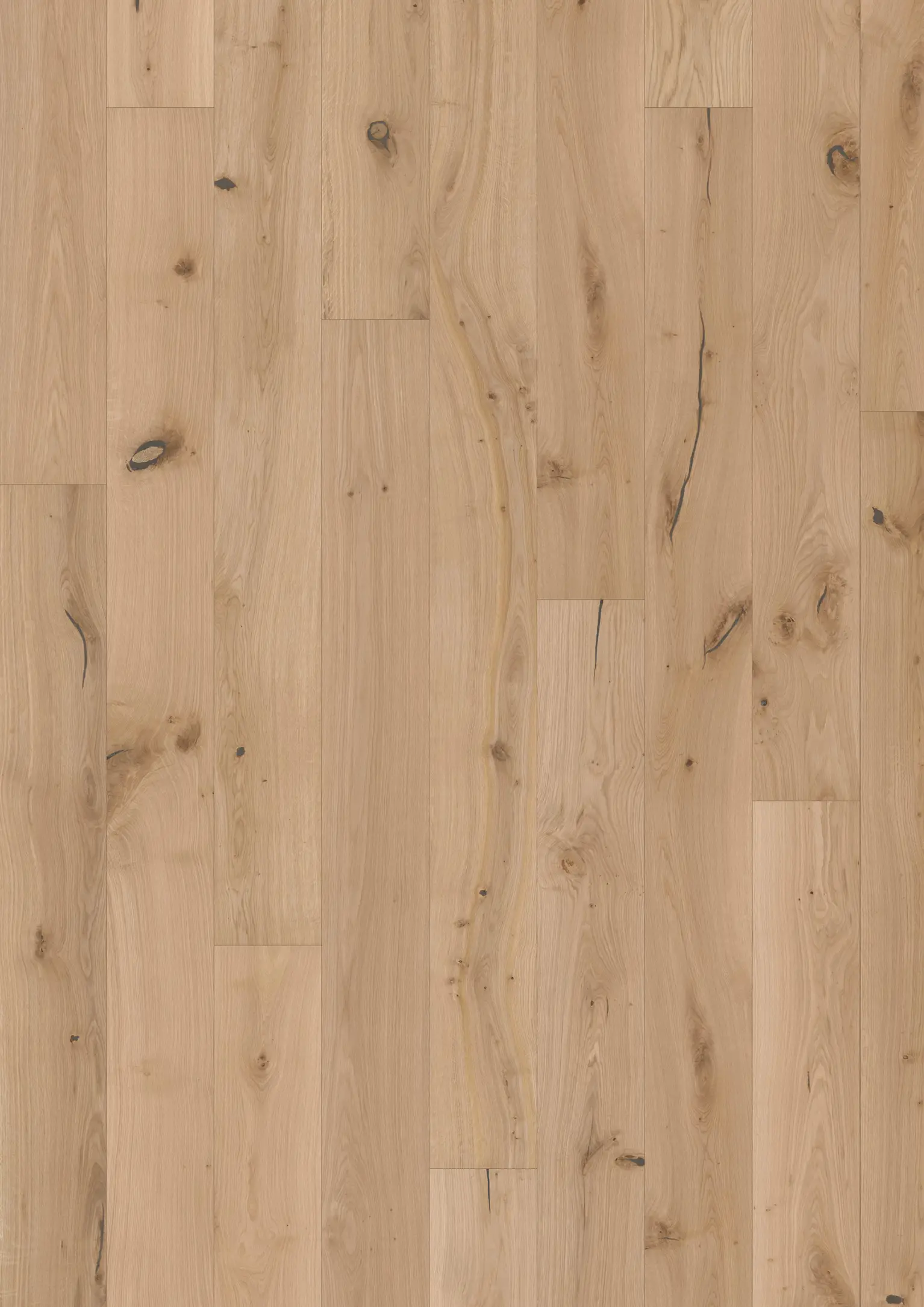 OAK OVIS