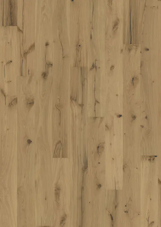OAK PALLIDO