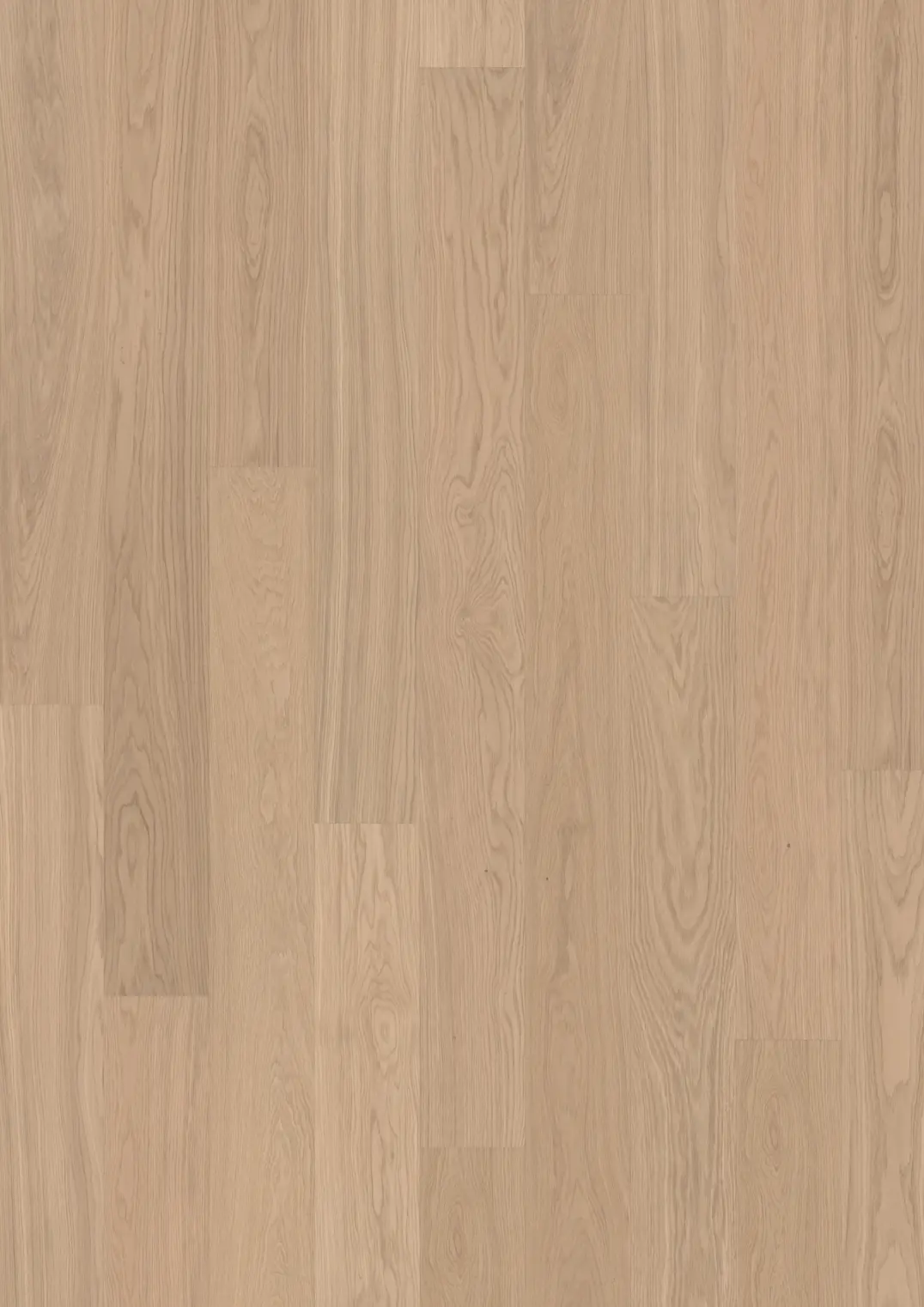 EK GINGER PLANK
