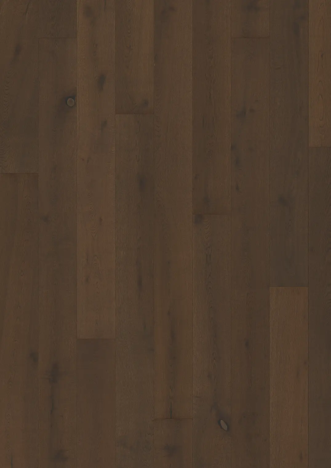 OAK URSUS