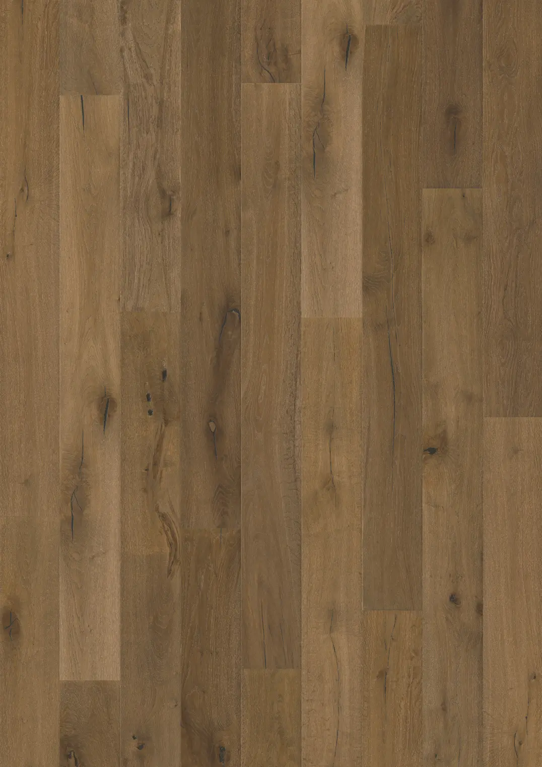 OAK TERRANO
