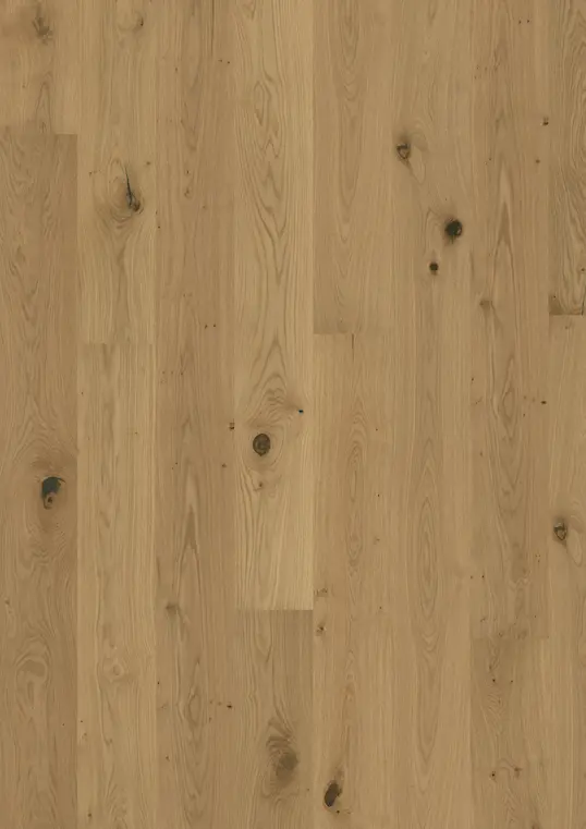 OAK ASTER OILED