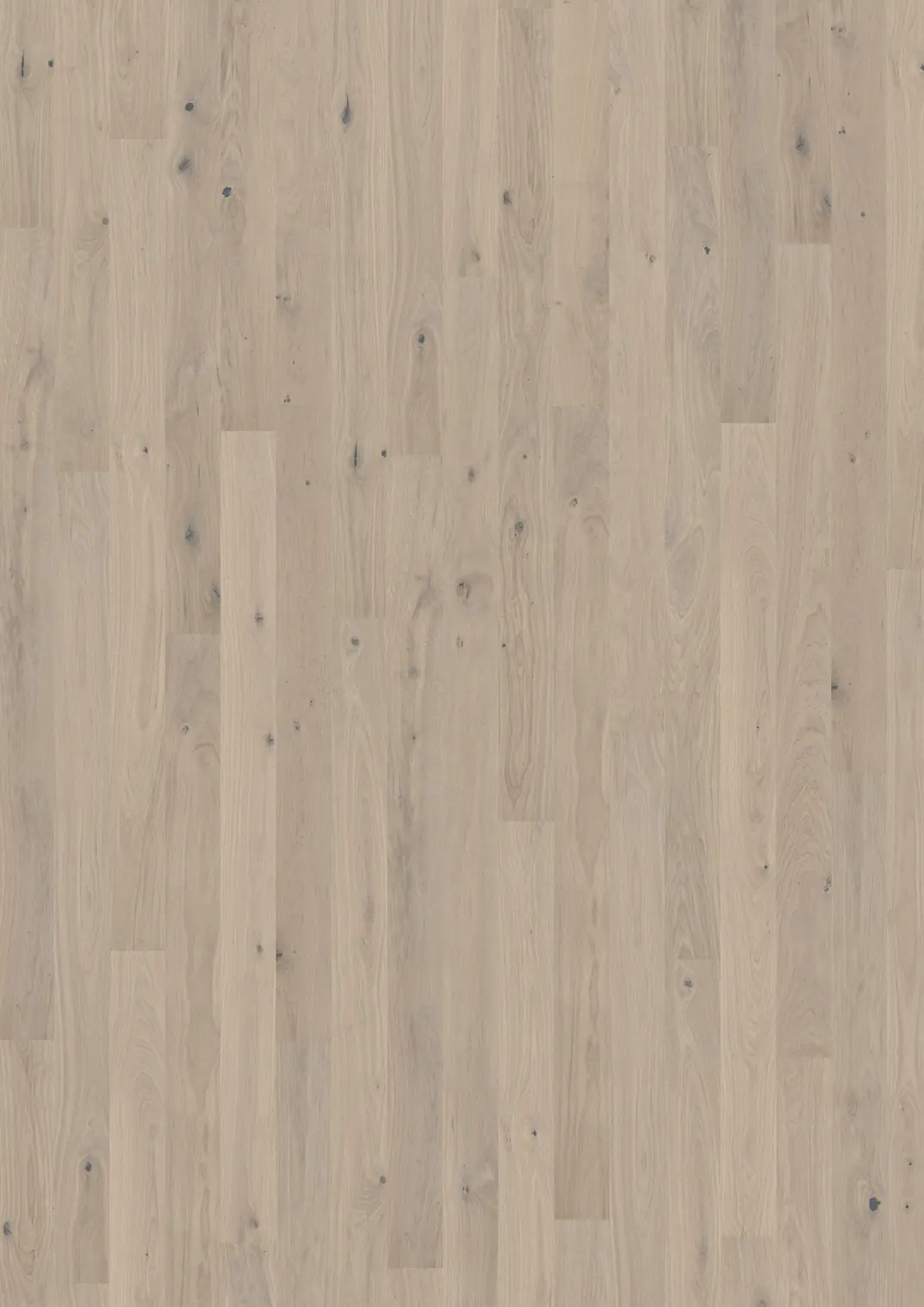 Oak Mostra